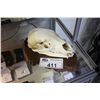 Image 1 : BEAR SKULL