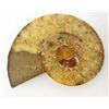 Image 1 : 3-3/4" AMMONITE FOSSIL CUT AND POLISHED