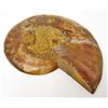 Image 2 : 3-3/4" AMMONITE FOSSIL CUT AND POLISHED