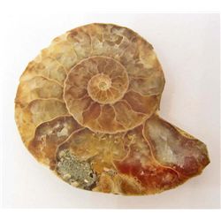 1-7/8" AMMONITE FOSSIL CUT AND POLISHED