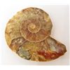Image 1 : 1-7/8" AMMONITE FOSSIL CUT AND POLISHED