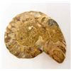Image 2 : 1-7/8" AMMONITE FOSSIL CUT AND POLISHED