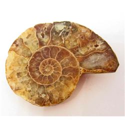 1-7/8" AMMONITE FOSSIL CUT AND POLISHED