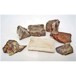 LOT OF 770 CTS MADAGASCAR PETRIFIED WOOD 6 PCS