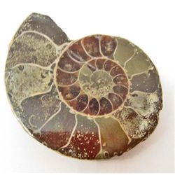 1-7/8" AMMONITE FOSSIL CUT AND POLISHED