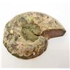 Image 2 : 1-7/8" AMMONITE FOSSIL CUT AND POLISHED