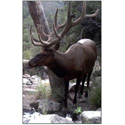 Special Elk Permit - Navajo Nation Department of Fish & Wildlife