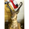 Image 1 : Large pronghorn antelope mount