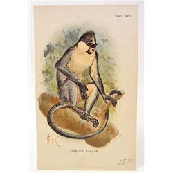 C. 1890S "EVERETTS LANGUR" LITHOGRAPH PRINT