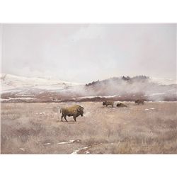 Buffalo Grazing in Winter