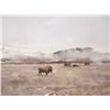 Image 1 : Buffalo Grazing in Winter