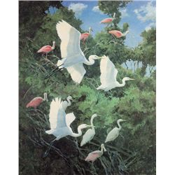 Egrets and Roseate Spoonbills