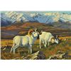 Image 1 : Fossil Creek Rams