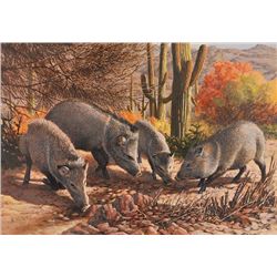 Javalina Morning, 1985