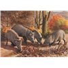 Image 1 : Javalina Morning, 1985