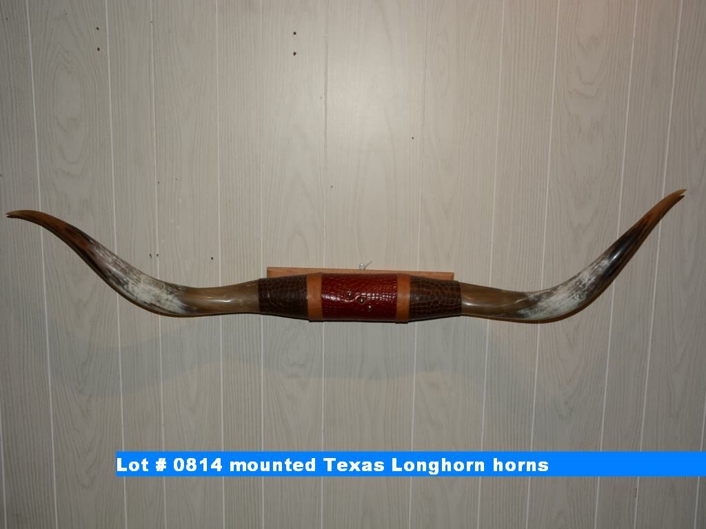mounted Texas Longhorn horns