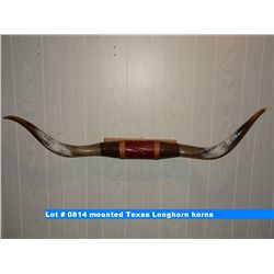 mounted Texas Longhorn horns