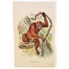 Image 1 : C. 1890S "THE ORANG-UTAN" LITHOGRAPH PRINT