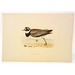 ANTIQUE HAND COLORED LITHOGRAPH OF A RINGED DOTTEREL