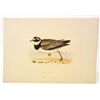Image 1 : ANTIQUE HAND COLORED LITHOGRAPH OF A RINGED DOTTEREL