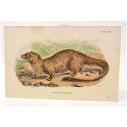 C. 1890S "THE EGYPTIAN MONGOOSE" LITHOGRAPH PRINT