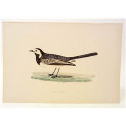 ANTIQUE HAND COLORED LITHOGRAPH OF A PIED WAGTAIL