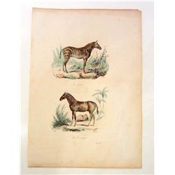 C. 1800S "LE ZEBRE & LE COUAGGA" HAND COLORED LITHOGRAPH