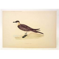 ANTIQUE HAND COLORED LITHOGRAPH OF RICHARDSON'S SKUA