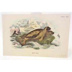 C. 1890S "HARP SEAL" LITHOGRAPH PRINT