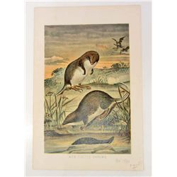 1894 "WEB-FOOTED SHREW" COLOR LITHOGRAPH PRINT