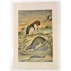 Image 1 : 1894 "WEB-FOOTED SHREW" COLOR LITHOGRAPH PRINT
