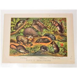 1880 ANTIQUE COLOR LITHOGRAPH ANIMAL PRINT