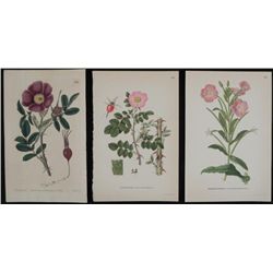 3 Antique Botanical Prints Pink & Purple Flowers 1819-