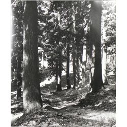 Black and White Photograph Print Wooded Trail