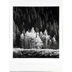 Gary Faye Aspens Trees Photo Poster Nature Print