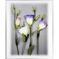 Bruce Brown Blue Lizzianthus Flower Art Print