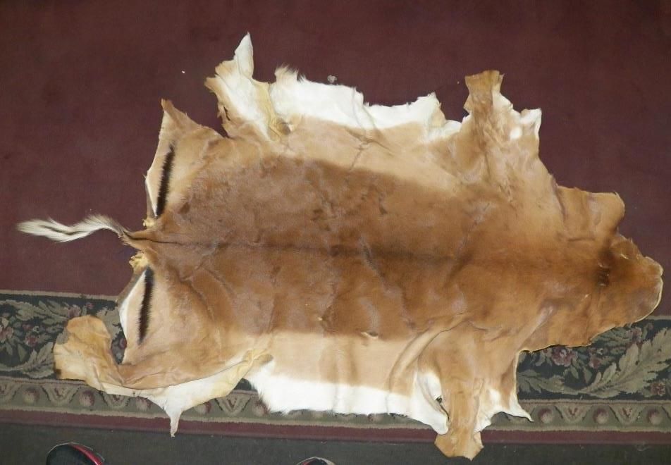 Tanned Deer Hide 1 Deer Hides Cost 18 A Square Foot Which Typically how-to-make-buckskin-from-a-deer-hide-bushcraft-days