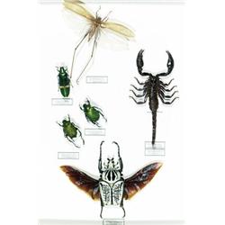 [ENTOMOLOGY AND PALAEONTOLOGY]...