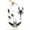 Image 1 : [ENTOMOLOGY AND PALAEONTOLOGY]...