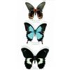Image 1 : [LEPIDOPTERA]...