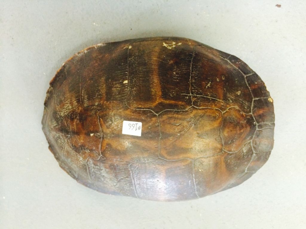 Genuine Turtle Shell (Back and Stomach) (11.5