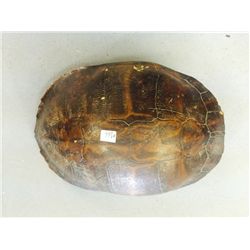 Genuine Turtle Shell (Back and Stomach) (11.5  X 8.25 