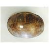 Image 1 : Genuine Turtle Shell (Back and Stomach) (11.5" X 8.25"