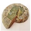 Image 2 : 1-7/8" AMMONITE FOSSIL CUT AND POLISHED