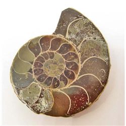 1-7/8" AMMONITE FOSSIL CUT AND POLISHED