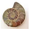 Image 1 : 1-7/8" AMMONITE FOSSIL CUT AND POLISHED