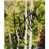 Image 2 : JASON BATEMAN & MELISSA MCCARTHY signed IDENTITY THIEF photo