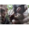 Image 6 : 7 AUTOGRAPHED 8x10's- 2 Alan Cumming, Orlando Bloom (The Hobbit), Steven Seagal,
