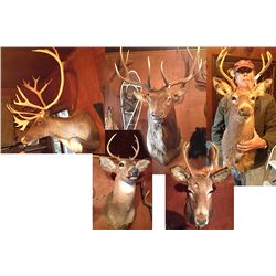 2 Elk and 3 Deer Mounts