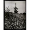 Image 1 : Josef Sudek, A Walk Through Mionsi, Photograph